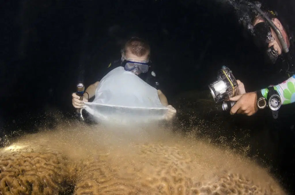 coral spawning eggs