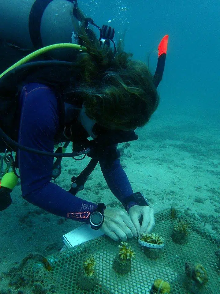 crystaldive.com marine conservation koh tao coral nurseries