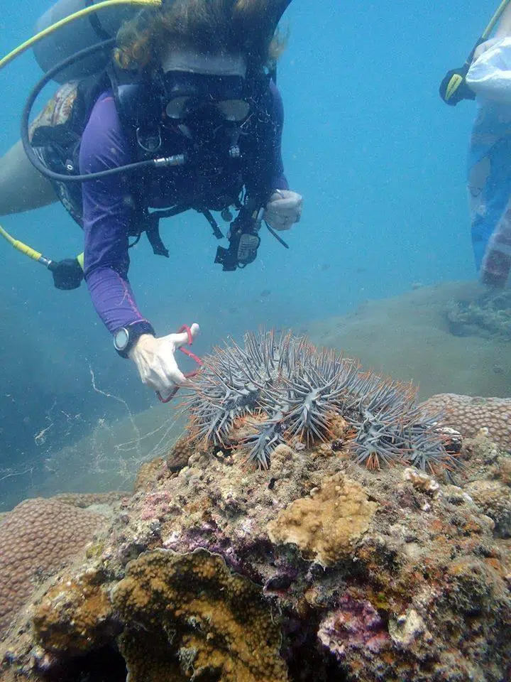 crystaldive.com marine conservation starfish