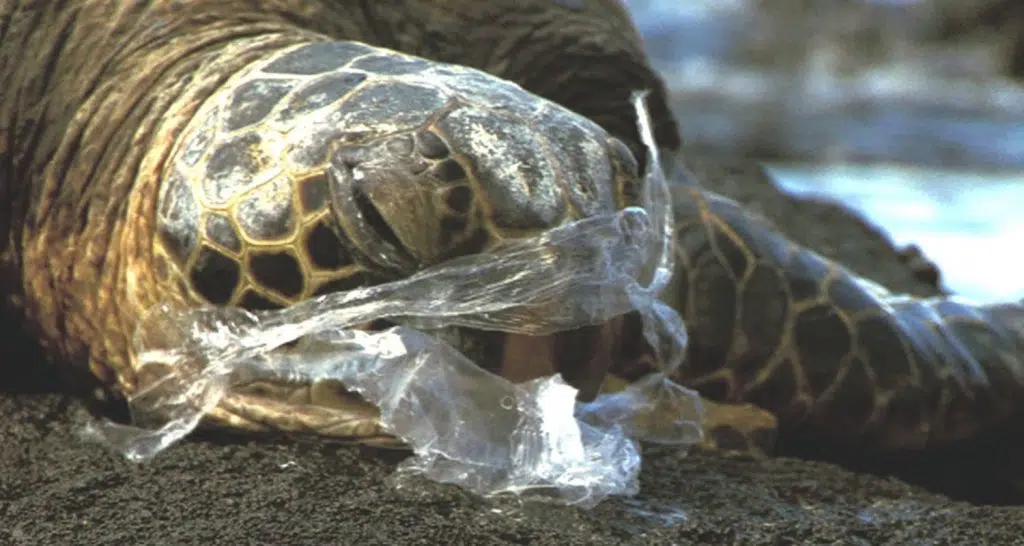 crystaldive.com single use plastics in thailand