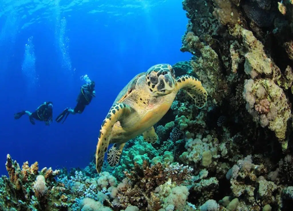 idc-koh-tao-hawksbill-sea-turtle