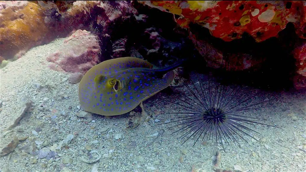 idckohtao.com-dive-sites-south-west-pinnacle-koh-tao-blue-spotted-stingray