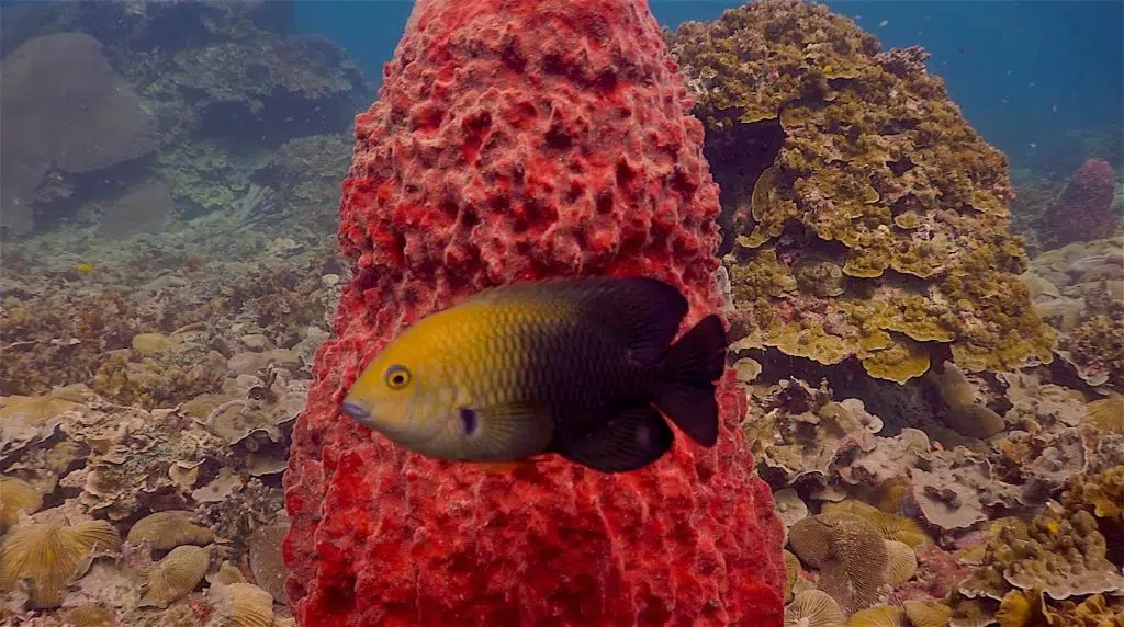 idckohtao.com-japanese-gardens-dive-site-koh-tao-damsel-fish