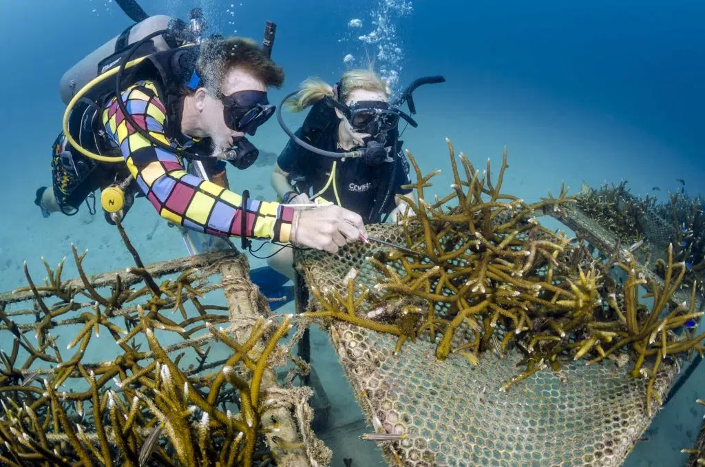 idckohtao.com-marine-conservation-courses-on-koh-tao-in-thailand