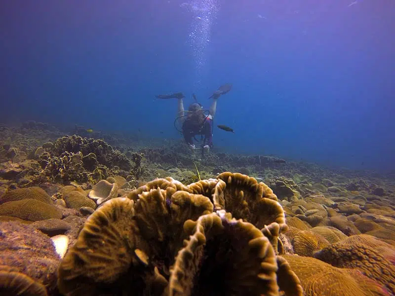 idckohtao.com-marine-conservation-reef-check