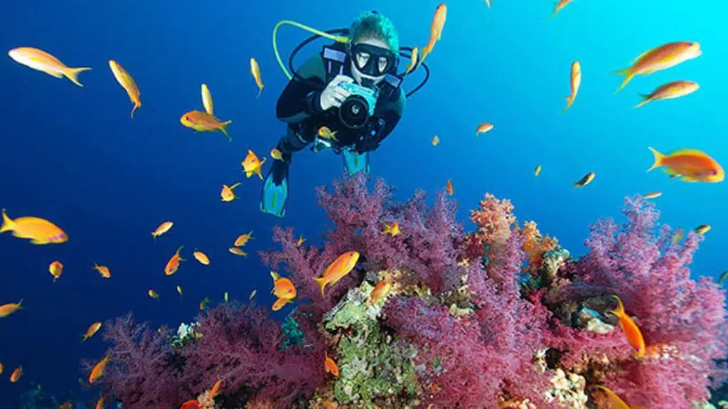 idckohtao.com-padi-digital-underwater-photography-instructor-specialty-courses