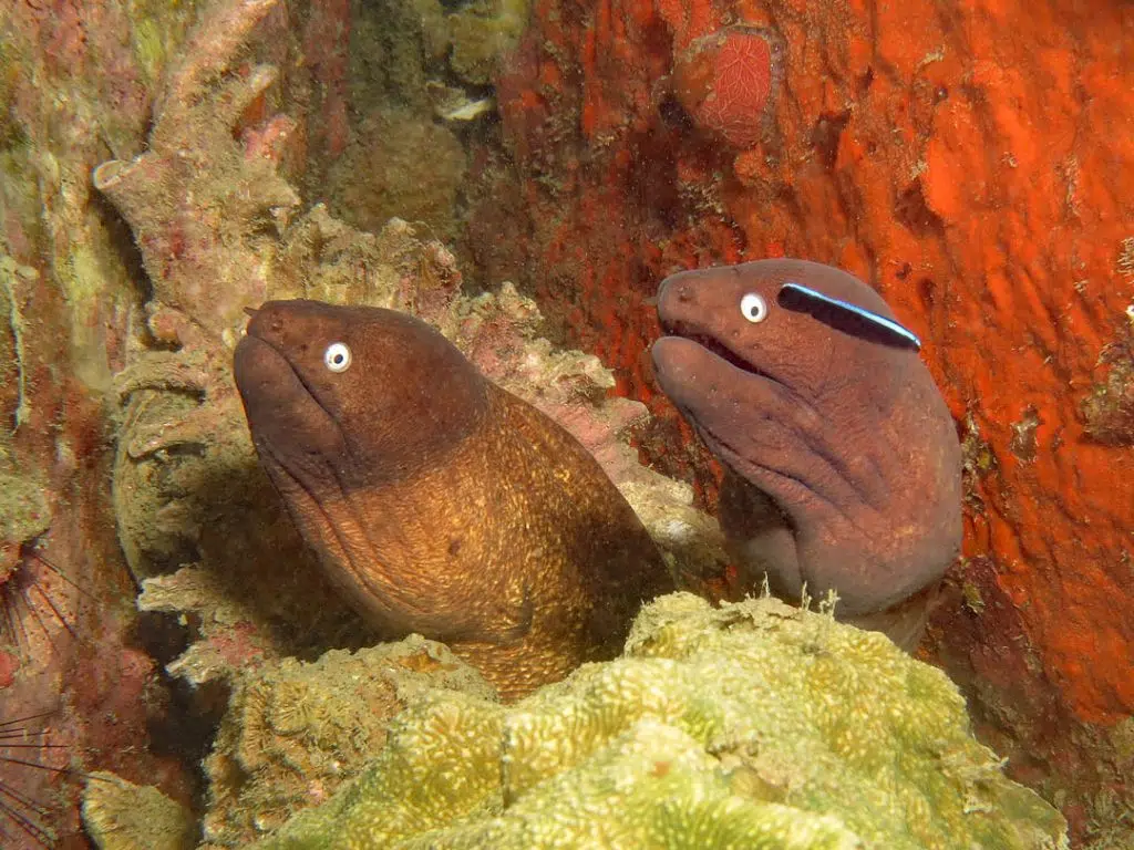 idckohtao.com-padi-digital-underwater-photography-instructor-specialty-moray-eels