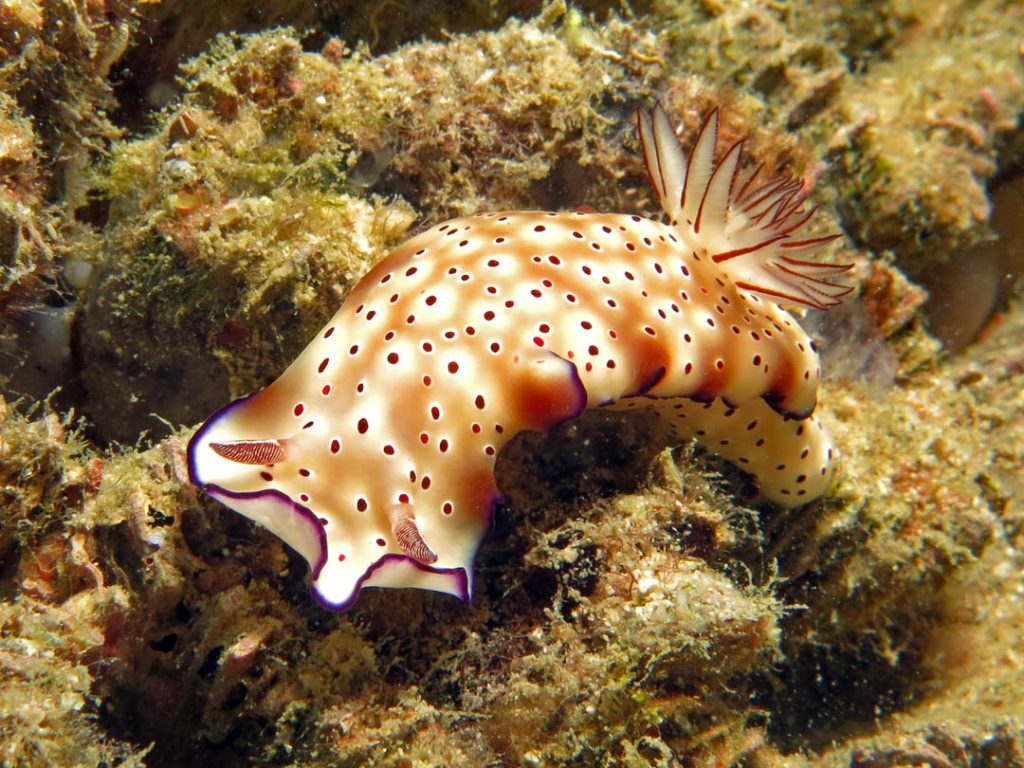 idckohtao.com-padi-digital-underwater-photography-instructor-specialty-nudibranch