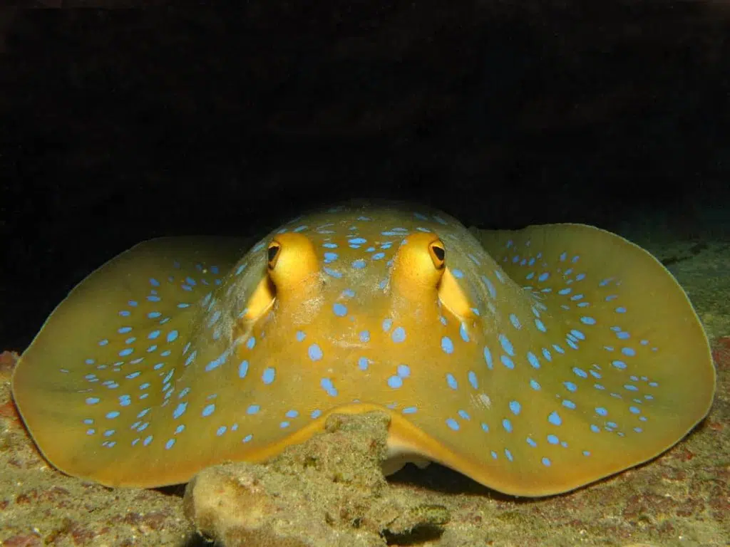 idckohtao.com-padi-digital-underwater-photography-instructor-specialty-stingray