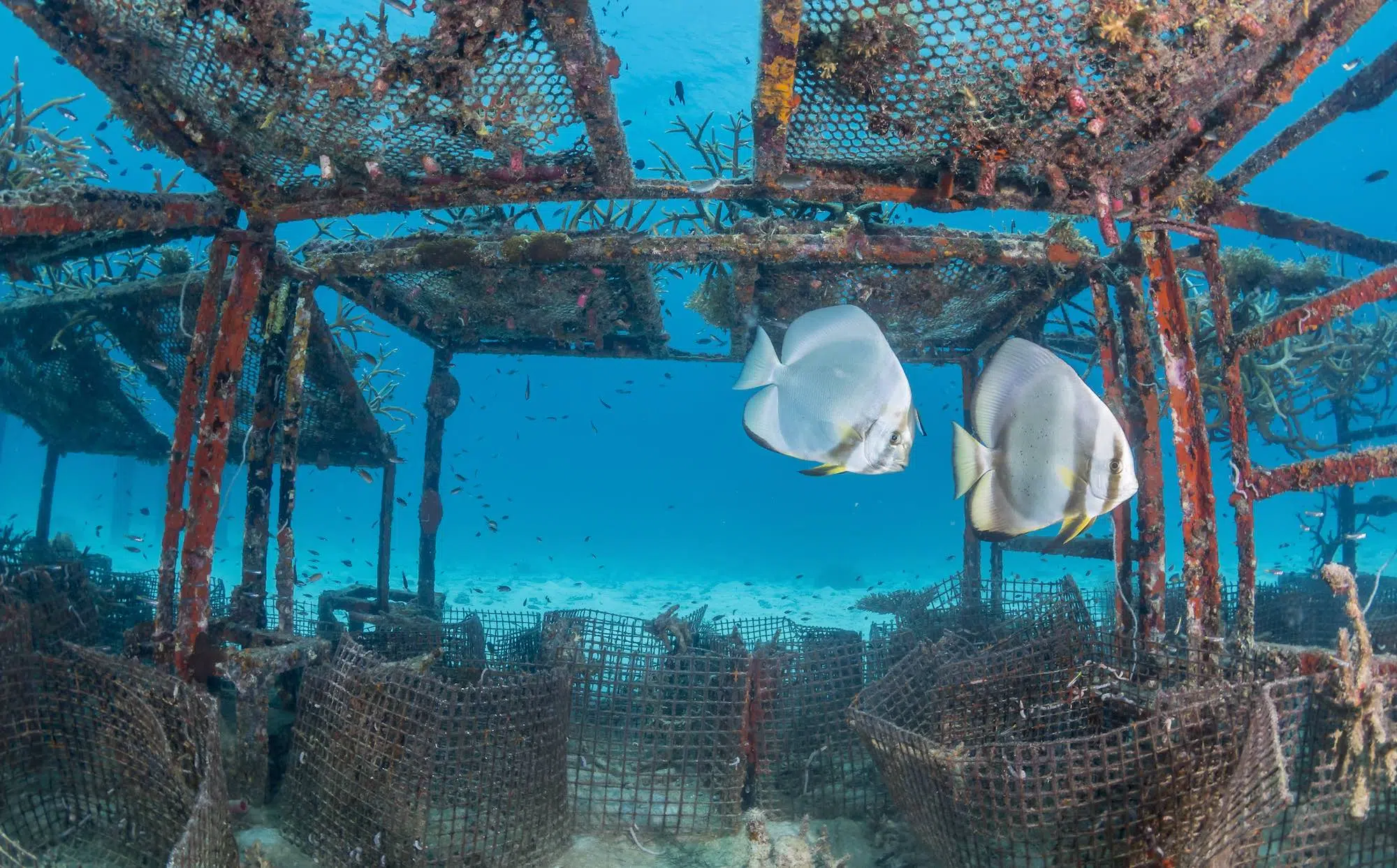 idckohtao.com-padi-fish-id-instructor-specialty-kohtao-island