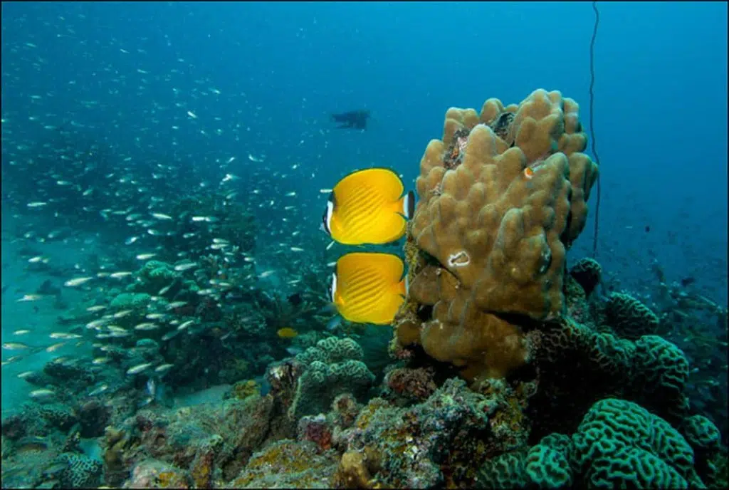 idckohtao.com-padi-underwater-naturalist-instructor-specialty