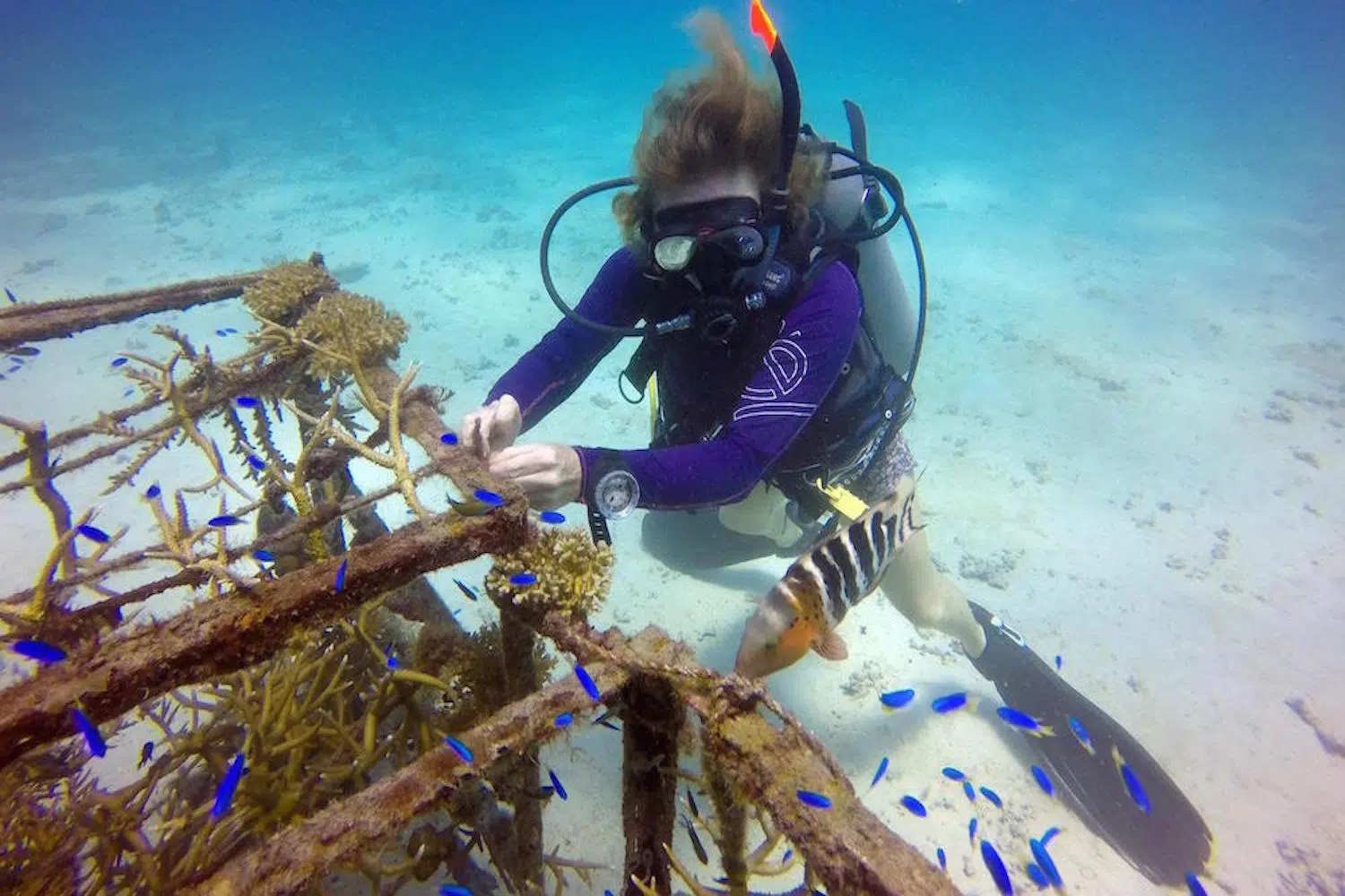 idckohtao.com-padi-underwater-naturalist-instructor-specialty-koh-tao-island-ecokohtao