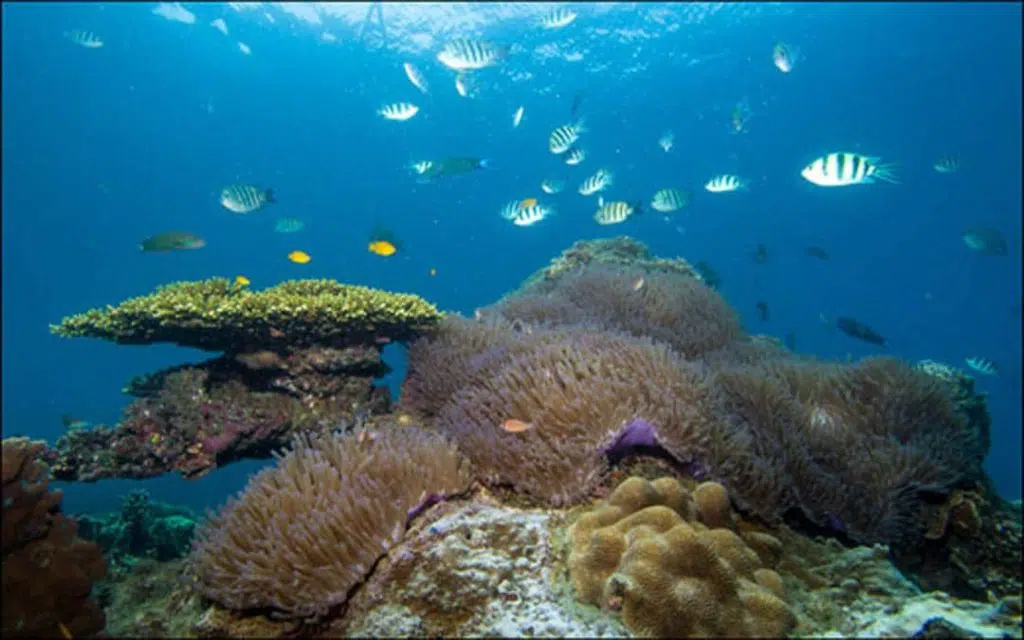 idckohtao.com-padi-underwater-naturalist-instructor-specialty-kohtao