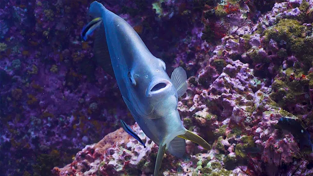 idckohtao.com-sail-rock-dive-site-koh-tao-batfish