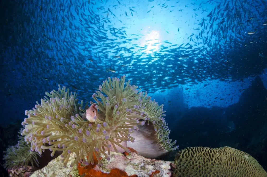 Pink Anemonefish with schooling Yellowstripe Scad