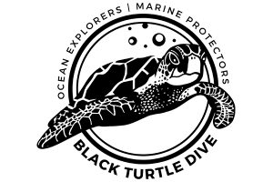 black turtle dive co limited in koh tao thailand