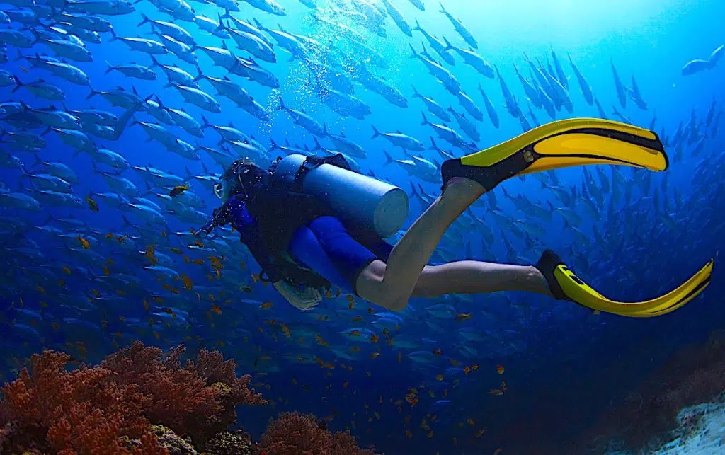 padi diving courses on koh tao, thailand