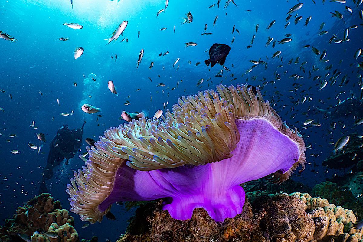 Digital Underwater Photography Instructor Course on Koh Tao