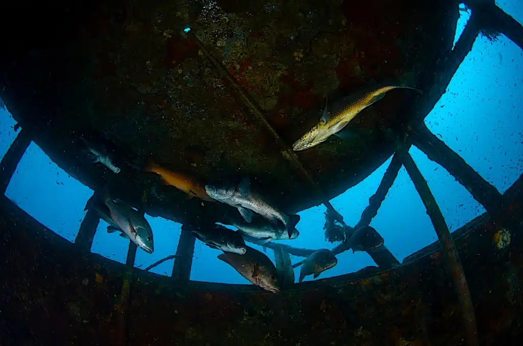 Exploring Inside a Wreck on Koh Tao