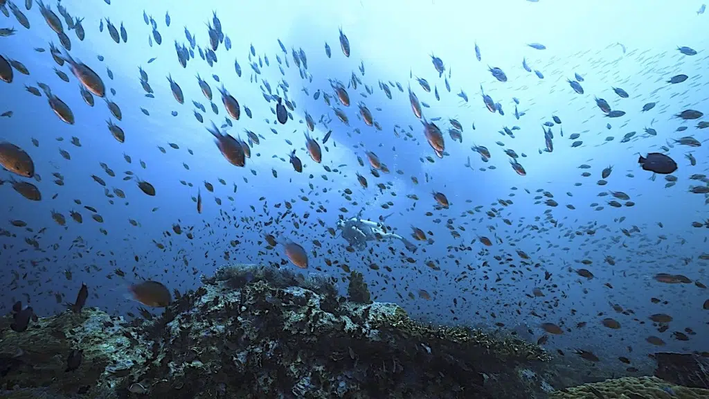 PADI deep diver specialty course in koh tao thailand