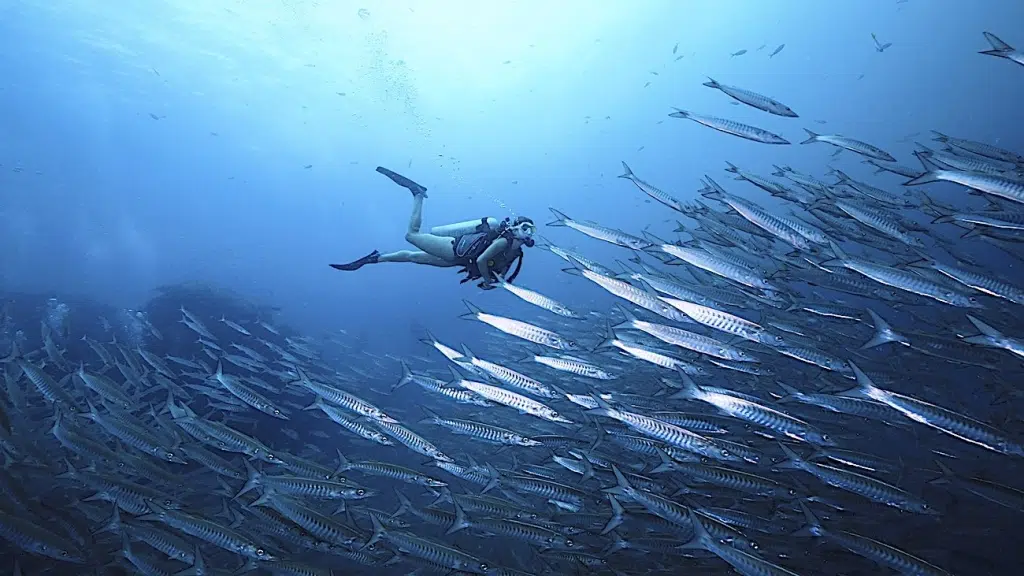 deep specialty course on koh tao thailand