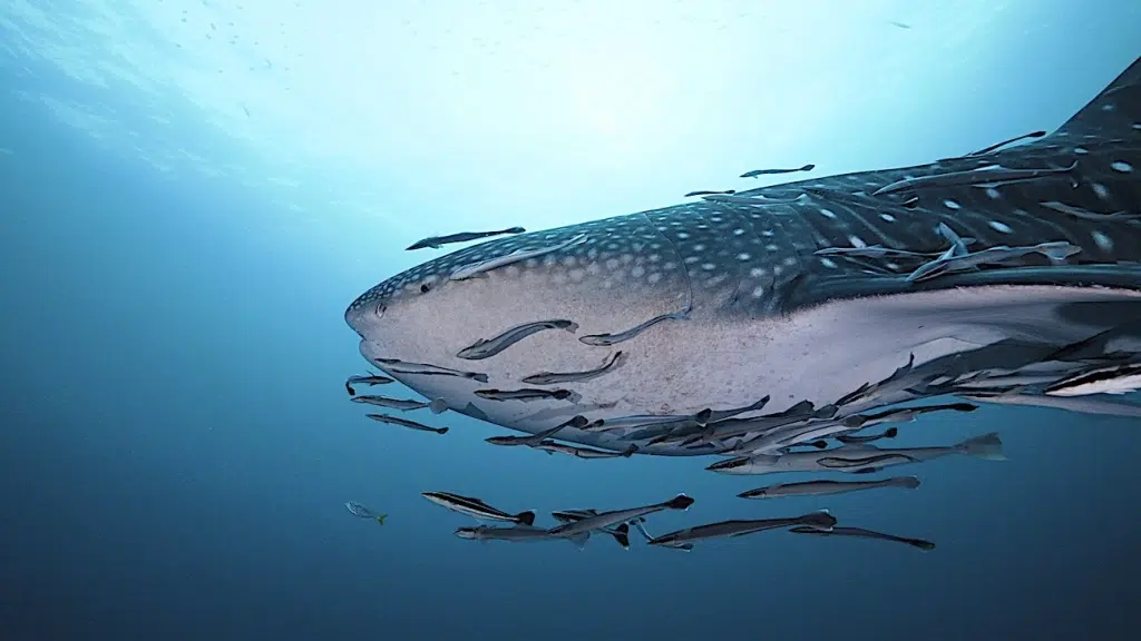 Whale Shark at Deep Dive Site on Koh Tao