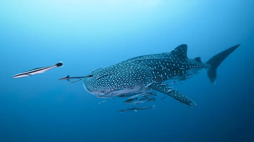 deep diver specialty in koh tao thailand