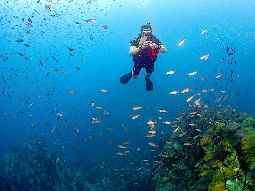 Enjoy your Fun Diving on Koh Tao as a PADI Divemaster