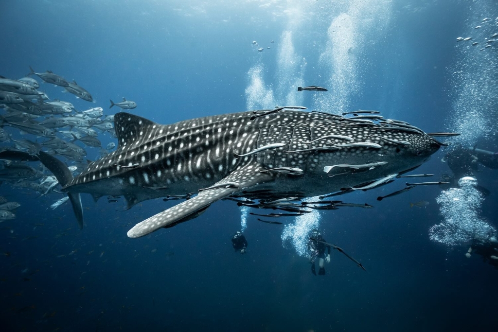 PADI Diving Courses in Thailand