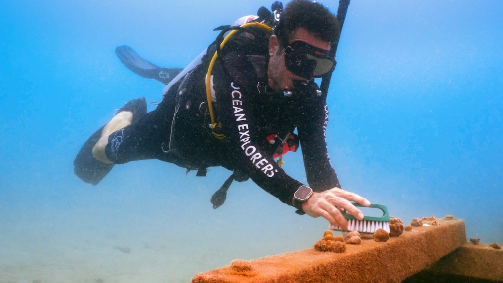 Marine Conservation - Maintenance on an Artificial Reef